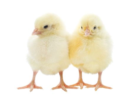 two small yellow chicks, isolated on white