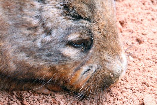 Southern Hairy Nose Wombat - Native Australian Animal - lasiorhinus latifrons