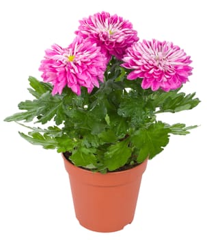 close-up wet chrysanthemum flowers in pot, isolated on white