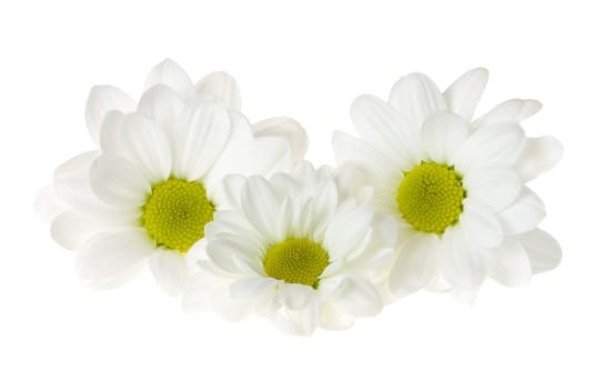 close-up white chrysanthemum flowers, isolated on white