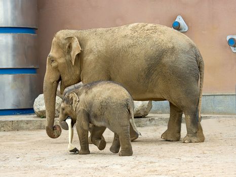 View of  elephant and  little baby elephant at  zoo, Russia.