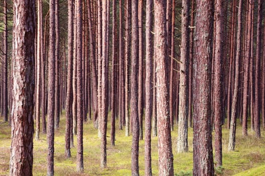 Pine forest. Young pine trunks. Mossy ground mat.