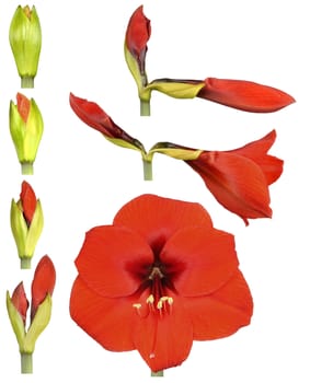 Hippeastrum flower