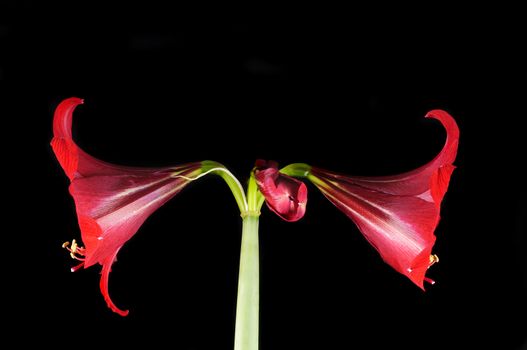 Amaryllidaceae over a black background