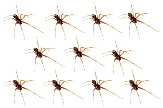 closeup of an army of house spiders 