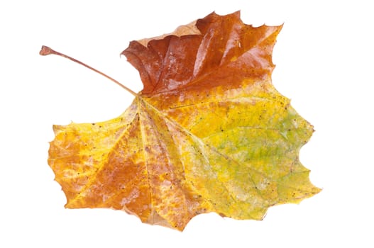colorful autumn leaf