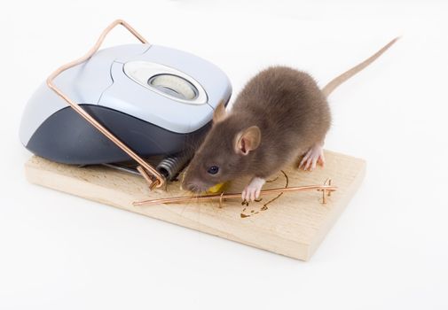 a mouse used his computer sibling to get to the cheese