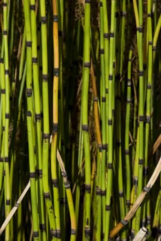 Cropped shot of green bamboos, suitable for backgrounds.