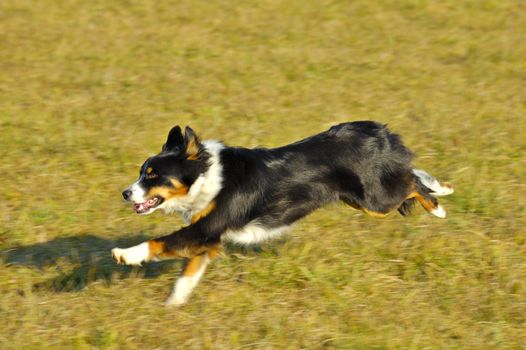 A Border Collie/Appenzell (Swiss breed) cross, running in evening light. Motion blur on feet, tail and background. Copyspace at top of image