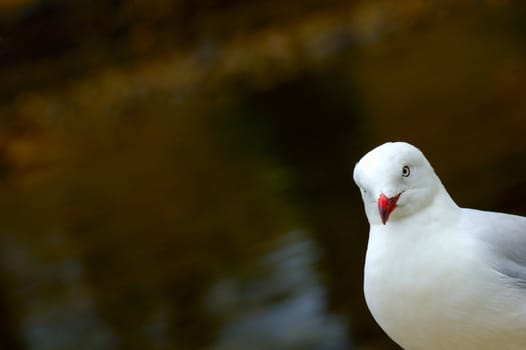A Silver Gull (Larus novaehollandiae) looking diagonally in to the image from the right. Space for text on the out-of-focus water background.