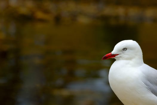 A Silver Gull (Larus novaehollandiae) looking in to the image from the right. Space for text on the out-of-focus water background.