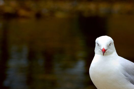 A Silver Gull (Larus novaehollandiae) looking directly at the viewer from bottom right corner. Space for text on the out-of-focus dark water background.