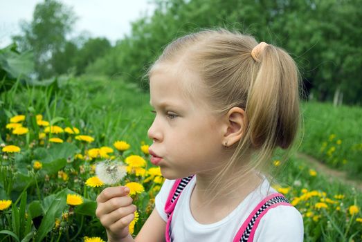 girl with dandelion.Little girl blowing dandelion with flying seeds.