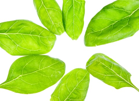 Fresh washed baby spinach isolated on white background