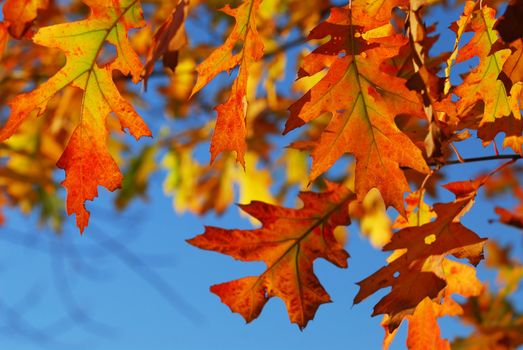 Closeup of colorful fall oak leaves