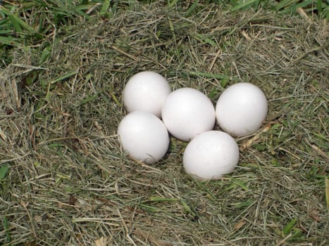 Five eggs are left in a nest on a farm in hopes to induce a hen to come back and lay more.