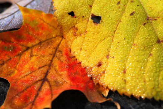 Natural macro background of yellow and red fall leaves with water droplets
