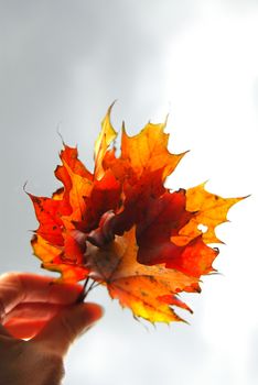 Closeup on a hand holding a bunch of bright fall maple leaves against grey overcast sky