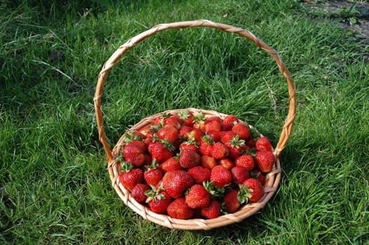 Wicker baskets filled with strawberries on green grass.