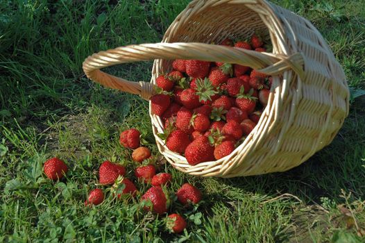 The basket with strawberries in the garden.