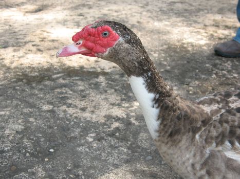 Duck in Maltese Garden