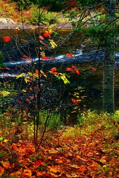 Fall forest with river in the background. Algonquin provincial park, Canada.