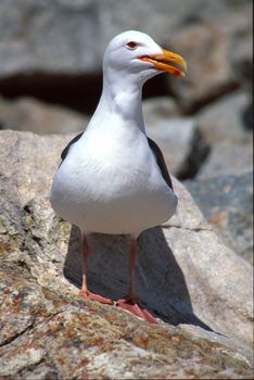 The 17 Mile Drive is a scenic road through Pacific Grove and Pebble Beach, California, United States, much of which hugs the Pacific coastline and passes famous golf courses and mansions.