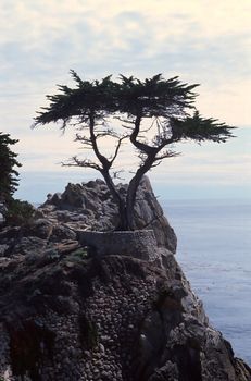 The 17 Mile Drive is a scenic road through Pacific Grove and Pebble Beach, California, United States, much of which hugs the Pacific coastline and passes famous golf courses and mansions.
