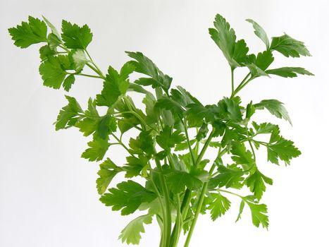 very tasty parsley green leaves