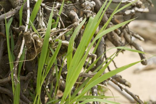 Green grass and tree root