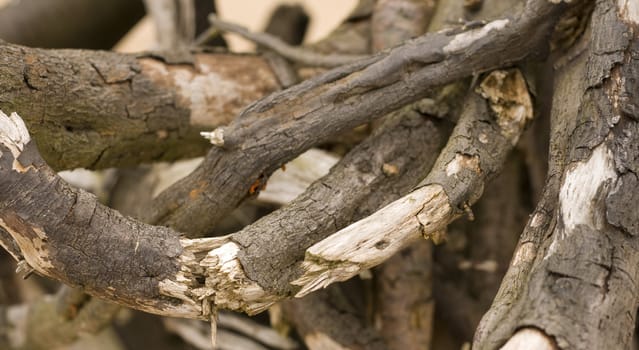 Dry tree root