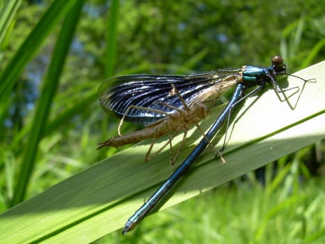 anisoptera, background, bug, close-up, dragonfly, eye, flying, insect, isolated, macro, nature, odonata, white, wild, wing, winged, green