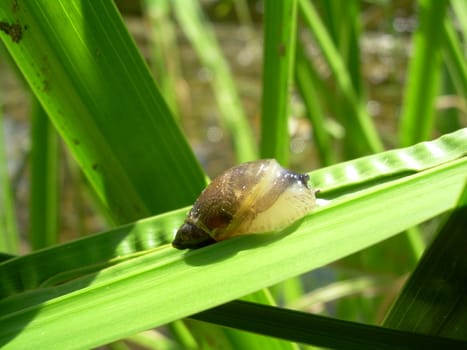 animal, animals, beauty, closeup, color, conditions, day, differential, equipment, fern, focus, fragile, frond, full, gastropod, green, growth, horizontal, image, in, leaf, length, mollusks, nature, nobody, number, of, one, outside, part, plant, positive, size, slow, small, snail, speed, techniques, the, themes, topic, wild, wildlife