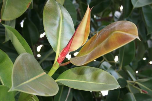 flowering leaf