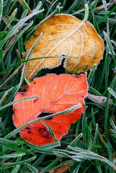 Frosty colorful fallen leaves lying on frozen grass on a cold fall morning