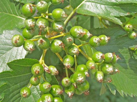 Close up of the green berries.