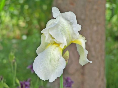 Close up of the white colored iris.