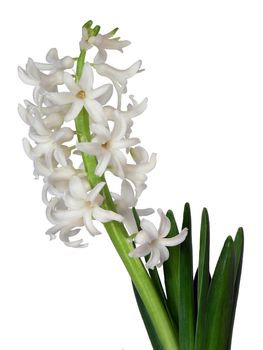 white hyacinth