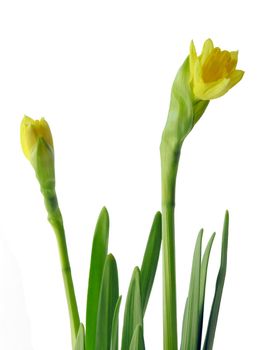 buds of yellow daffodils