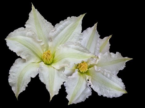 Motif of two white Clematis flowers (Clematis Jackmanii) with copy space, isolation on black with clipping path