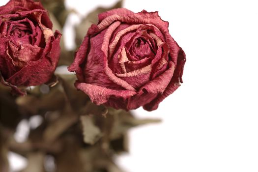 Shallow depth of field image of dried red roses.

