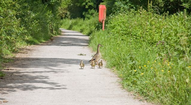Mother duck walks her three baby ducklings along the cannal bank.