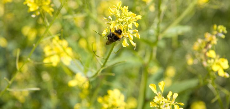 A bee collects pollen from a beautiful yellow rape seed oil plant.