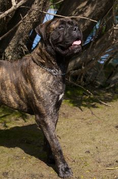 A bullmastiff standing in the sand.