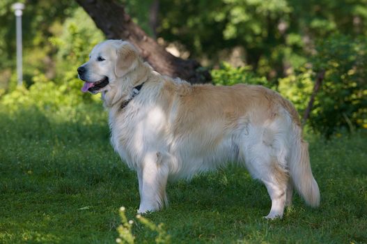 A Golden retriever standing in a park.