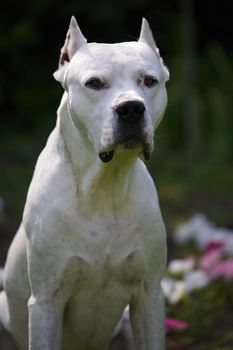 Portrait of an Argentin dog