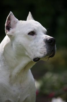 A close-up picture of an argentin dog.