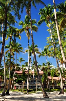 Palm trees surrounding a hotel at tropical resort in Dominican Republic