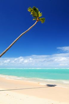 Pristine tropical beach with palm tree in Dominican Republic