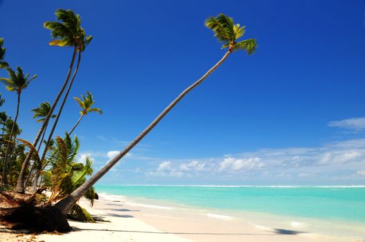 Pristine tropical beach with palm trees on Caribbean island